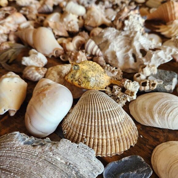 Large bundle of natural seashells barnacle starfish hermit scallop conch cerithi - Picture 1 of 14